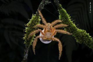 Orange fuzzy spider holding on to a plant on either side of its legs