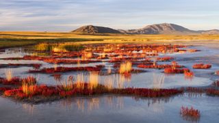 A photo of an arctic grassland with water in the front