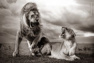 A male and a female lion face each other with a growling look.