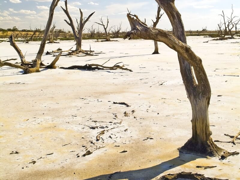 Avoiding collapse & extinction: an urgent re-call to action