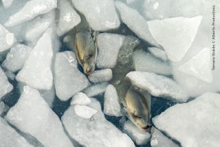 Two seals swimming amongst chunks of ice.