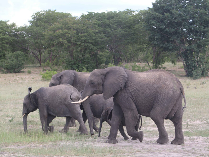 A Report on Perspectives on Emergence from Emergency From African Wildlife and Wild-lands