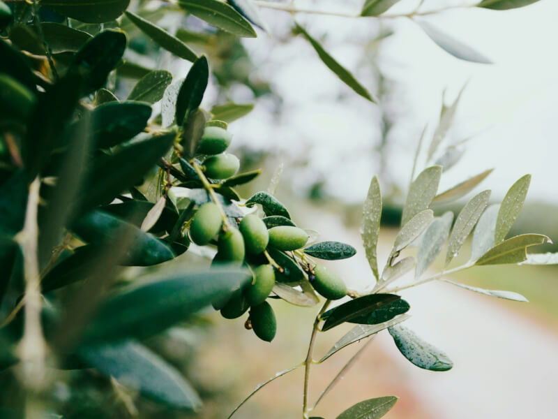 A new report to The Club of Rome: Enduring peace in the Anthropocene