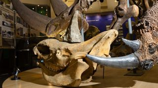 a woolly rhino horn placed on top of a skeleton in a museum