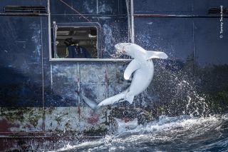 A shark out of the sea close to a large vessel after accidentally being caught.