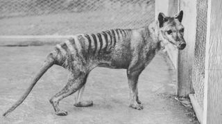 A black and white photo of a thylacine at the Beaumaris Zoo in 1936.