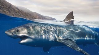 Great white surfacing on the water