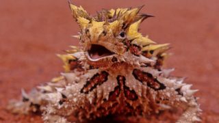 Close-up photograph of the thorny devil lizard.