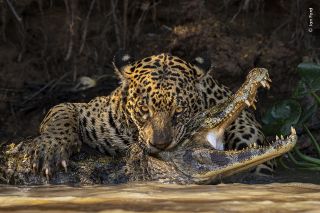 A jaguar faces the camera as it holds a bite on the head of a crocodile in shallow water.